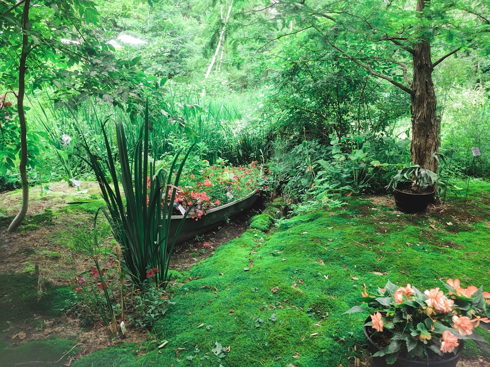 Garden planting and foliage
