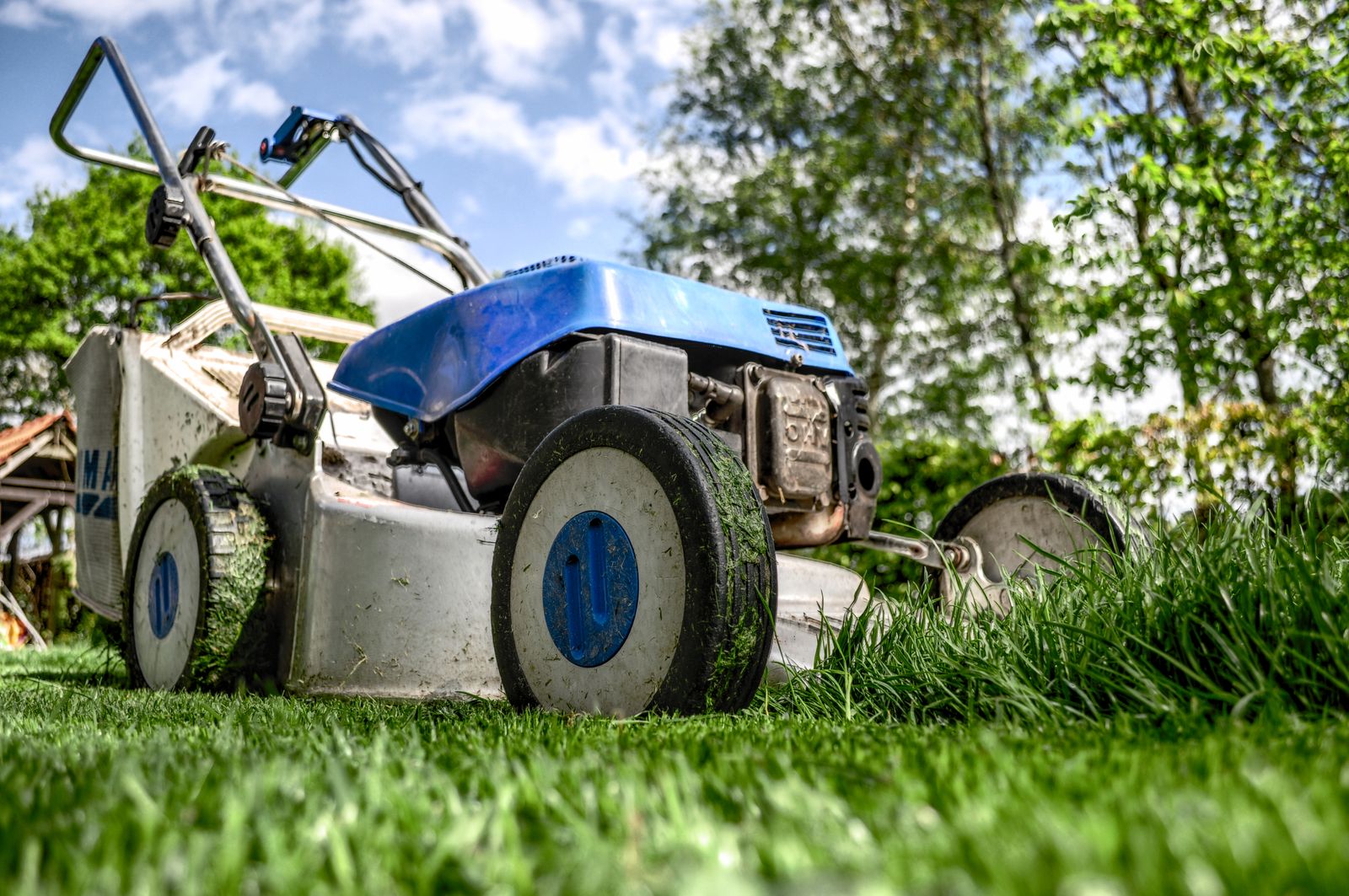 Freshly cut lawn